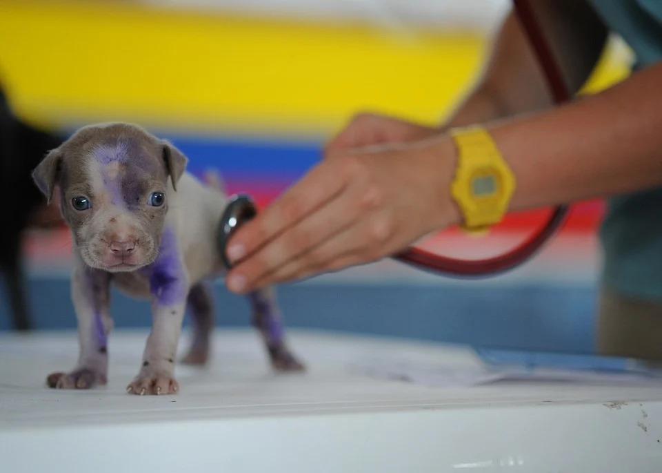 Médico veterinário utilizando estetoscópio para examinar filhote de cachorro. O cachorro possui pelo cinza e está manchado com um remédio na cor roxa. O veterinário está usando uma roupa verde e um relógio amarelo no pulso. Ao fundo, uma faixa na cor amarela, azul e vermelha, com listras horizontais nessas respectivas cores.

A imagem foi retirada do site Pixabay para a matéria do Colab cobre saúde mental e medicina veterinária.