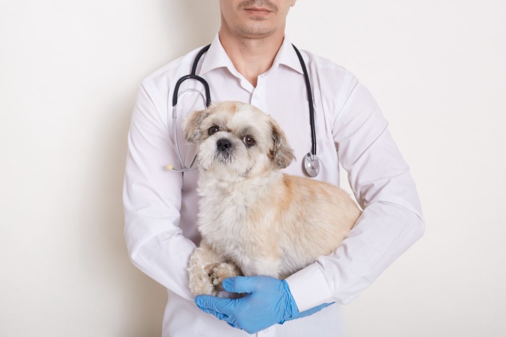 Sobre fundo branco, um veterinário de pele branca vestindo um jaleco e luvas azuis. Ele tem um estetoscópio em volta do pescoço e está segurando um cachorro na cor bege, que está olhando para a frente. O rosto do veterinário não está sendo exibido.