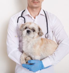 Sobre fundo branco, um veterinário de pele branca vestindo um jaleco e luvas azuis. Ele tem um estetoscópio em volta do pescoço e está segurando um cachorro na cor bege, que está olhando para a frente. O rosto do veterinário não está sendo exibido.