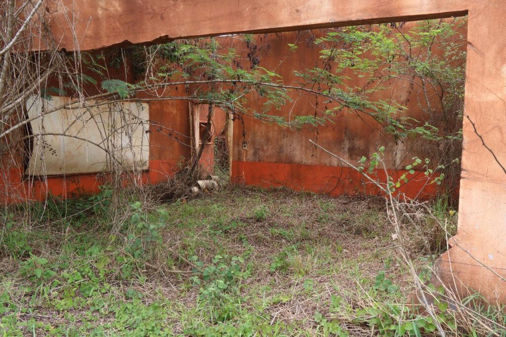 Plantas crescem sobre ruína de casa atingida pela lama. 