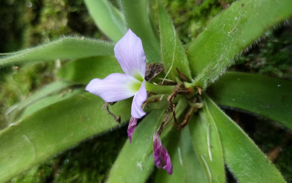 Bromélia-peluda tem folhas peludas verdes e flor lilás com partes roxas