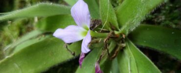 Bromélia-peluda tem folhas peludas verdes e flor lilás com partes roxas