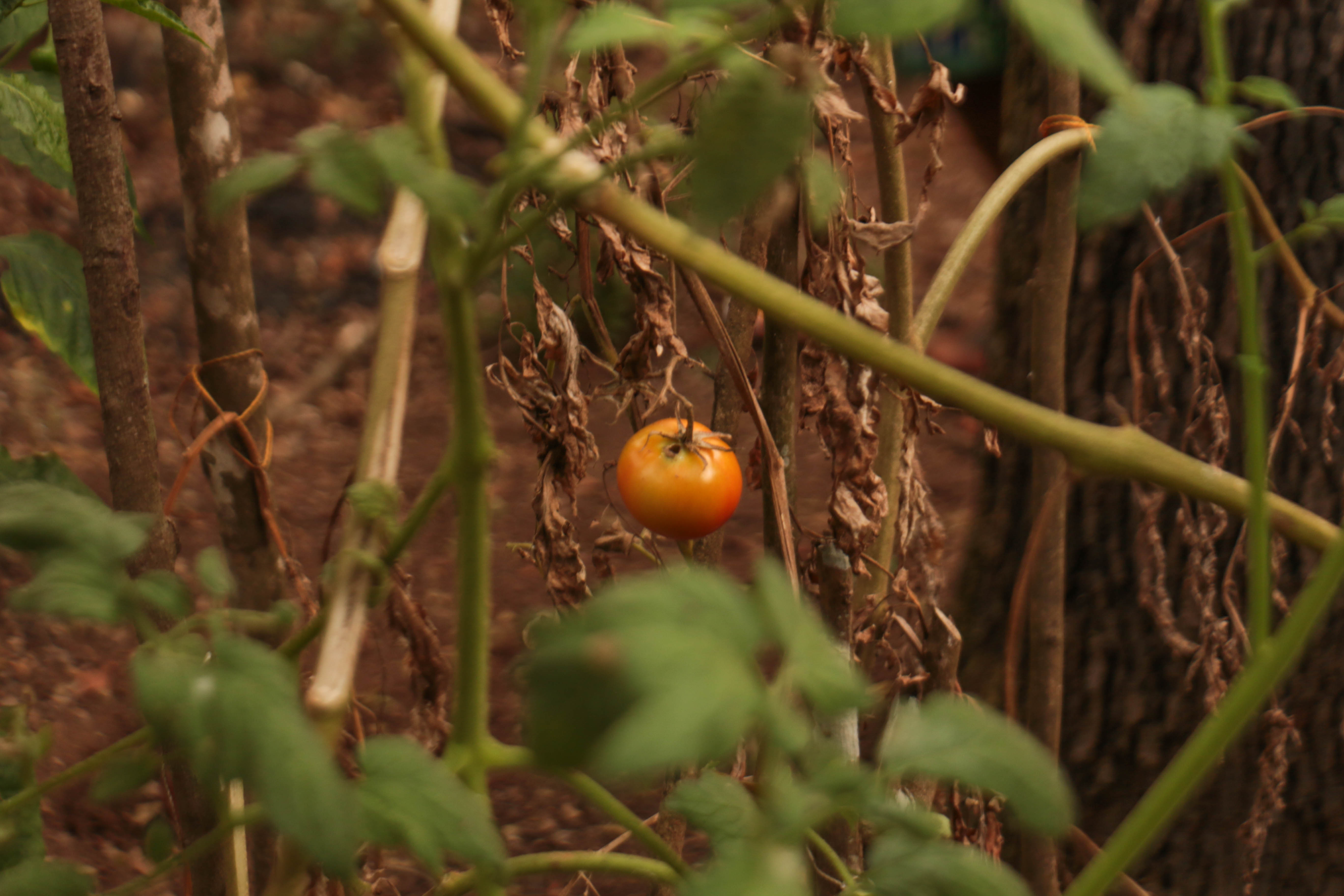 Plantação de tomate da aldeia Katurâma, em São Joaquim de Bicas. Índigenas na agricultura enfrentam desafios causados pelo homem branco.