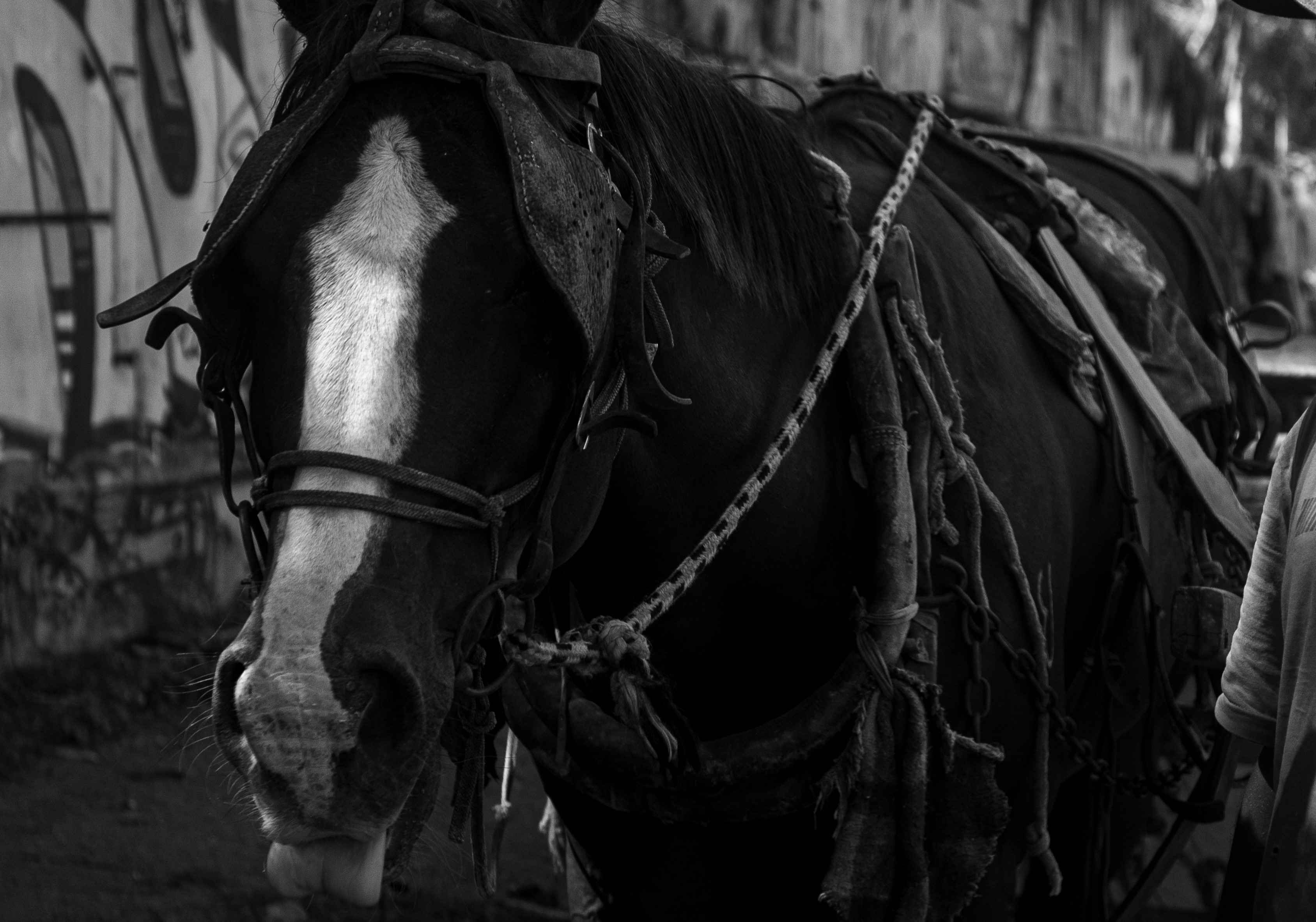 Foto em preto e branco de um cavalo parado em uma rua de Belo Horizonte.