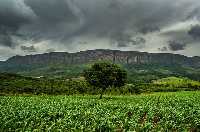 Extensa plantação de milho, com árvore ao centro e céu nublado.