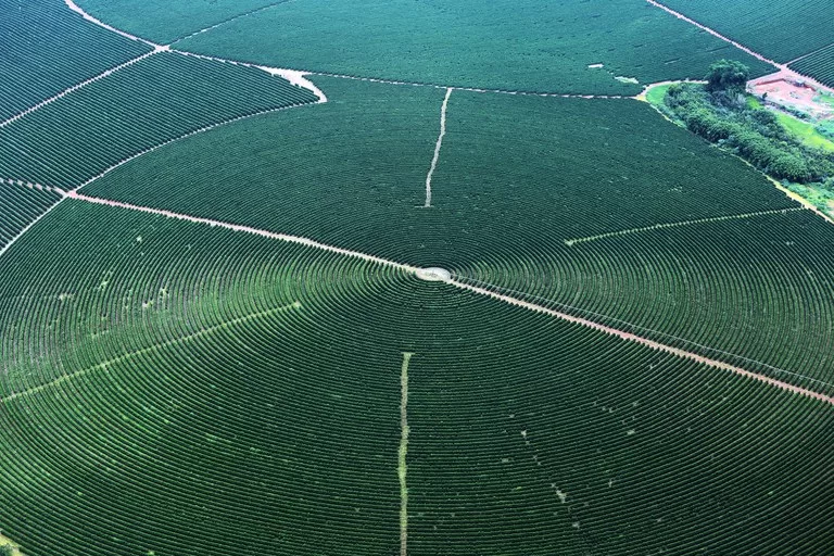 Foto aérea de uma grande lavoura agrícola em formato circular, com linhas de plantio concêntricas de tom verde escuro.