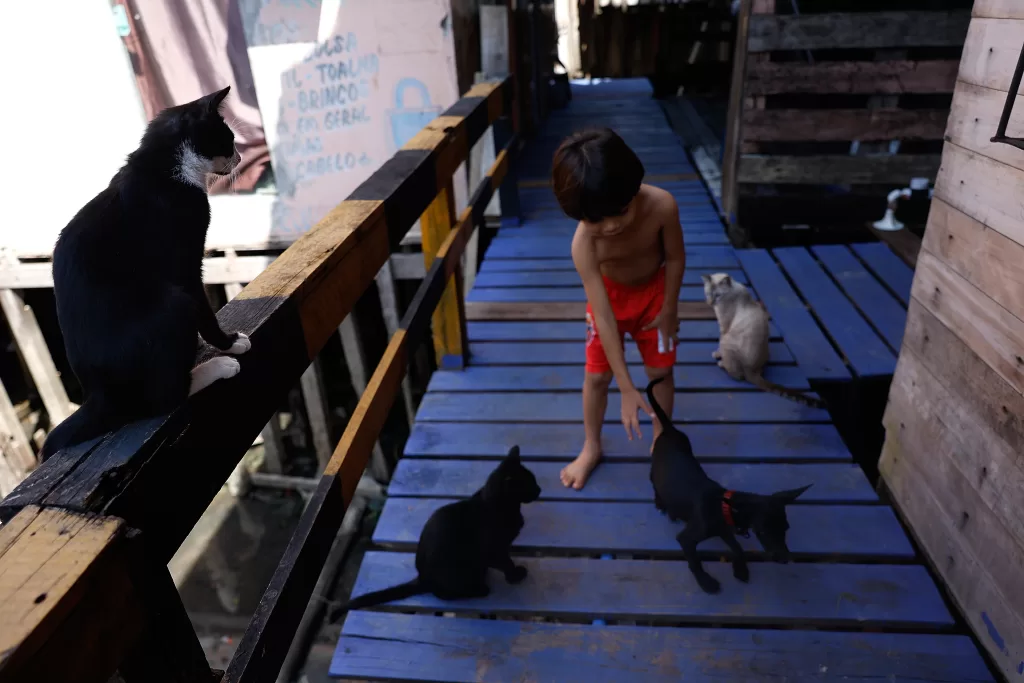 Uma foto de uma criança pequena, sem camisa e de shorts vermelhos, inclinada e estendendo a mão para acariciar um cachorro preto com coleira em uma passarela de madeira azul. Três gatos também estão na foto: um preto e branco sentado em um corrimão de madeira, um preto perto da criança e um cinza e branco mais ao fundo na passarela. A estrutura da passarela é de madeira da comunidade Vila da Barca de palafitas na baia do Rio Guajará.
